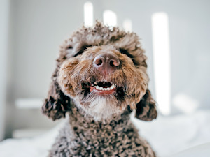 Brown poodle dog's teeth chattering.