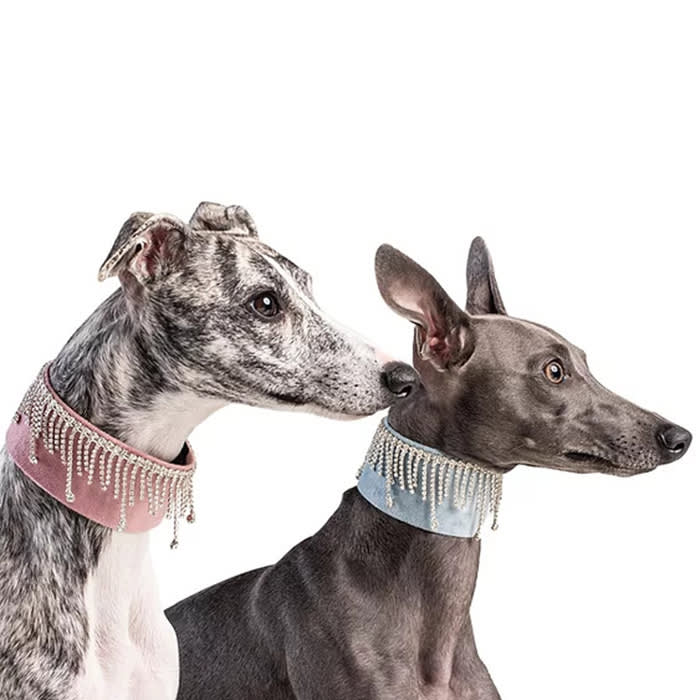 tika the iggy and another dog in their jewel collars