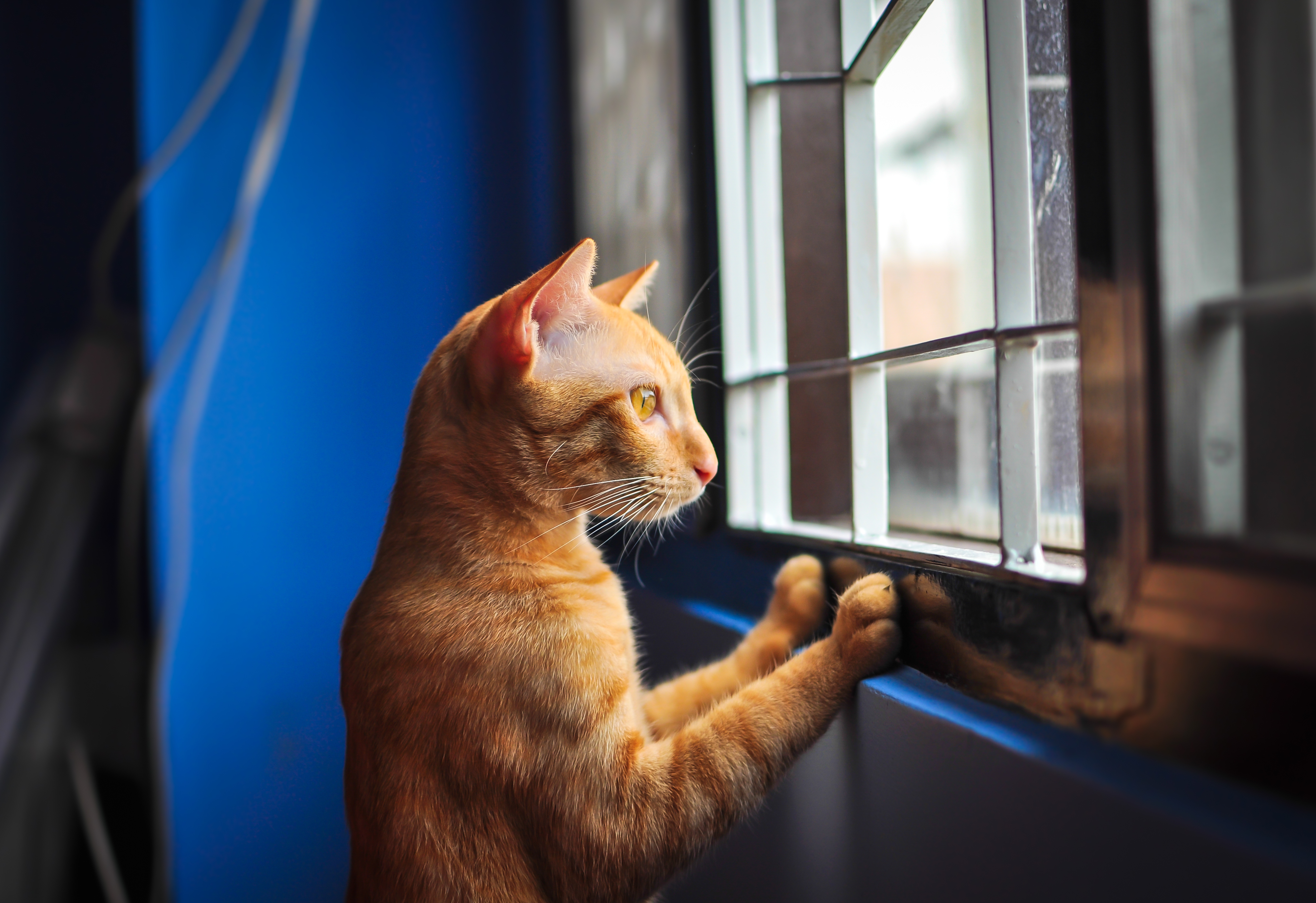 How to Handle Your Cat's Separation Anxiety · The Wildest