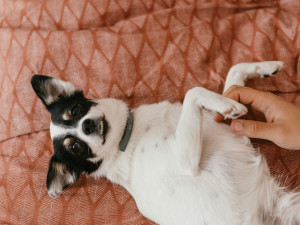 Dog lying down on a red blanket while being pet