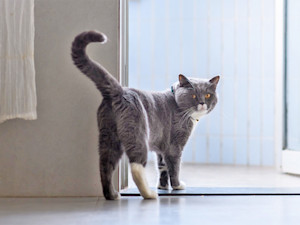 cat with tail lifted