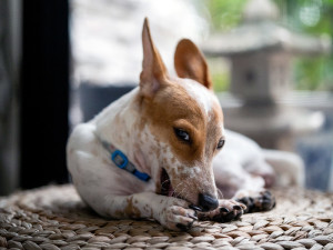 A Terrier Puppy With Spots And Big Ears Chews On Their Paws.
