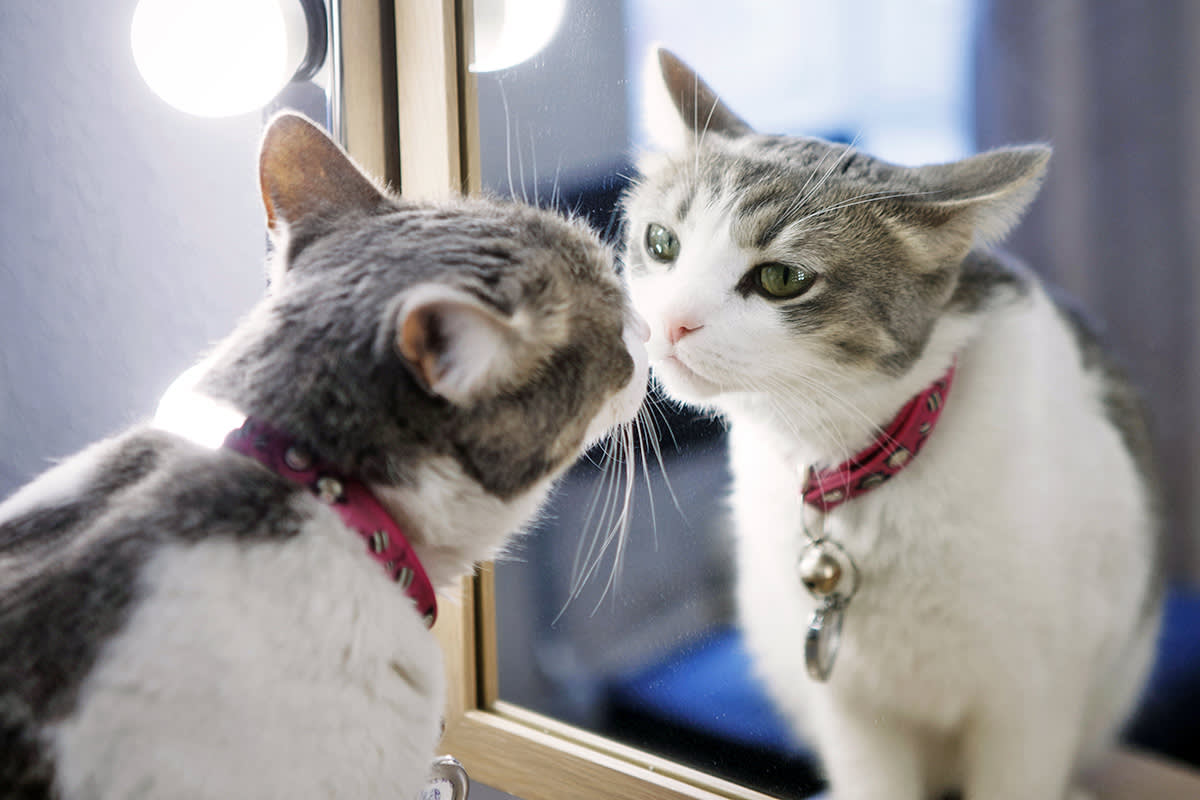 cat looking at the mirror