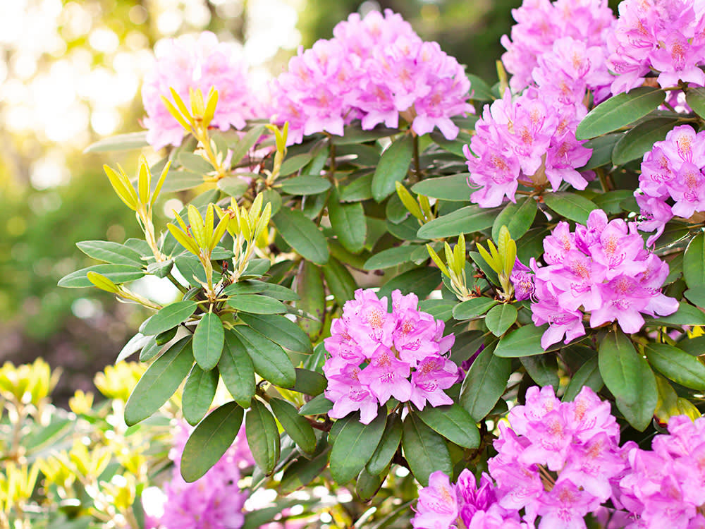 Rhododendron