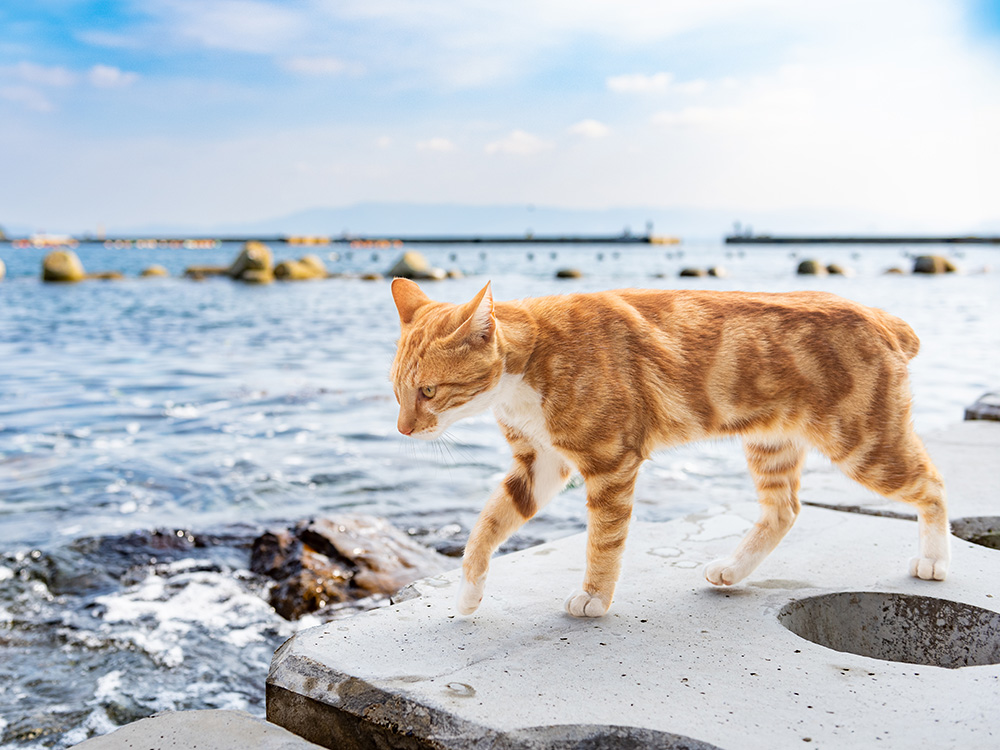 an orange cat walks along the water in Japan
