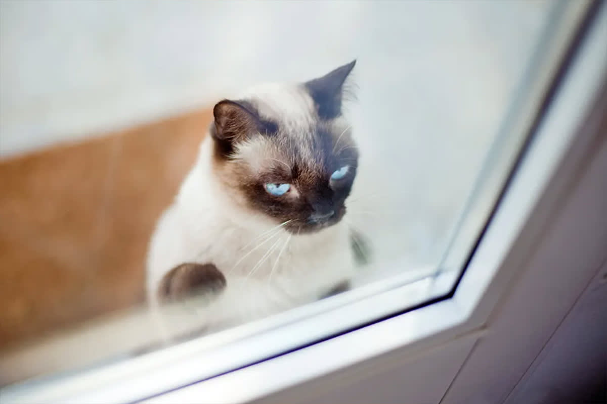 Cat looking out window