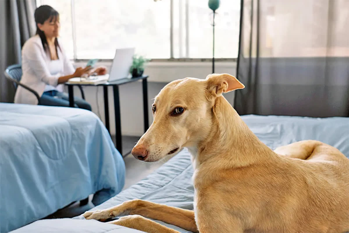 Dog looking at the camera