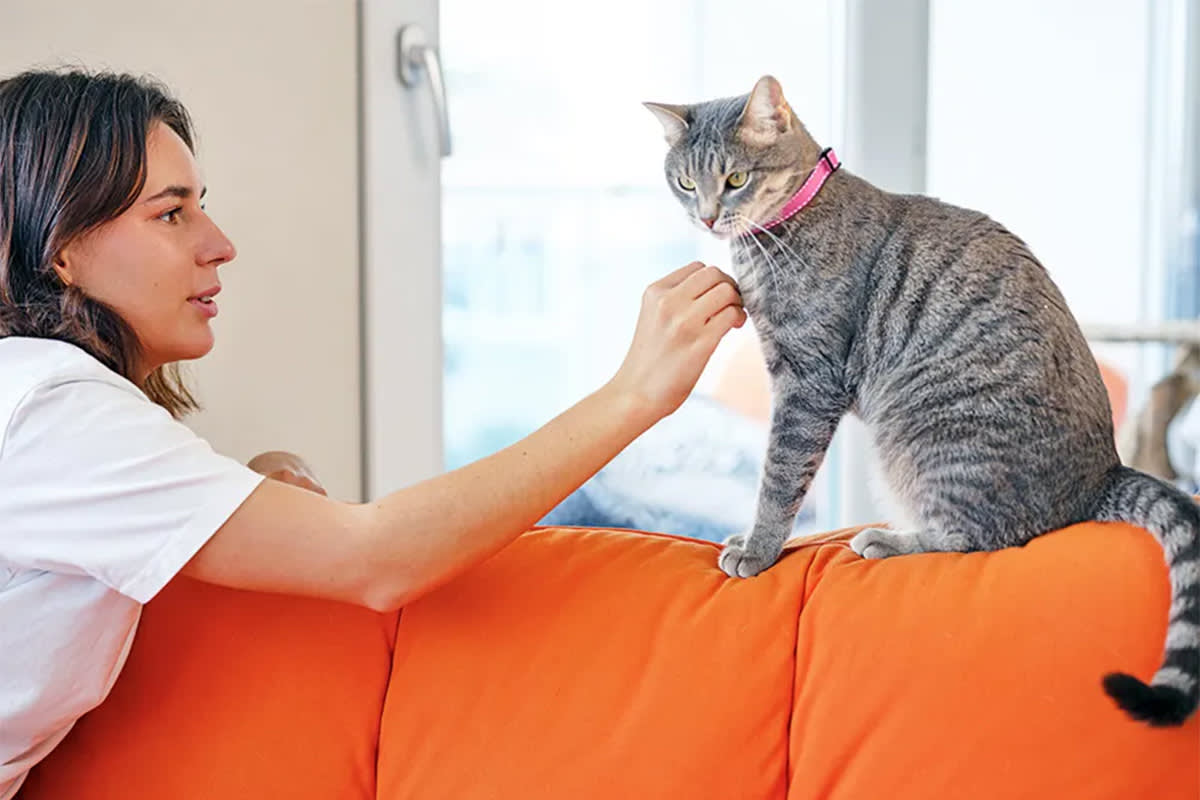 A grey cat sits on a couch while being pet.