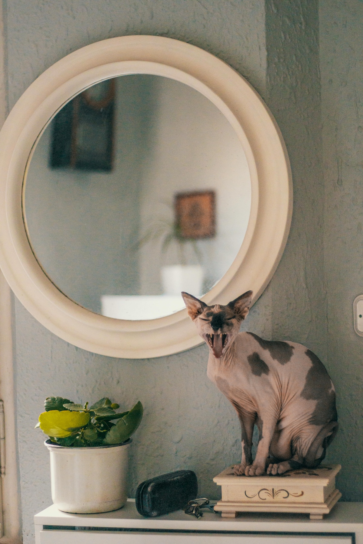 a picture of a sphynx cat with black splotches meows in front of a mirror