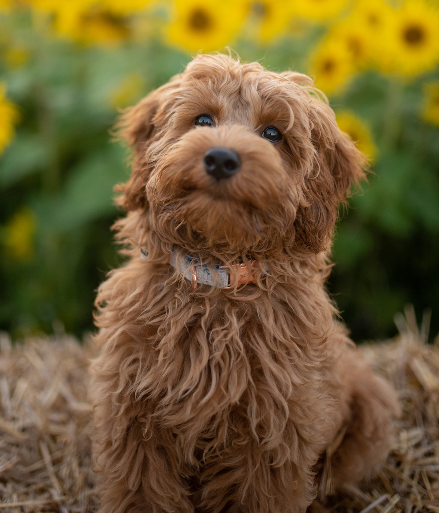 tan cockapoo looking at the camera in front of a field of sunflowers