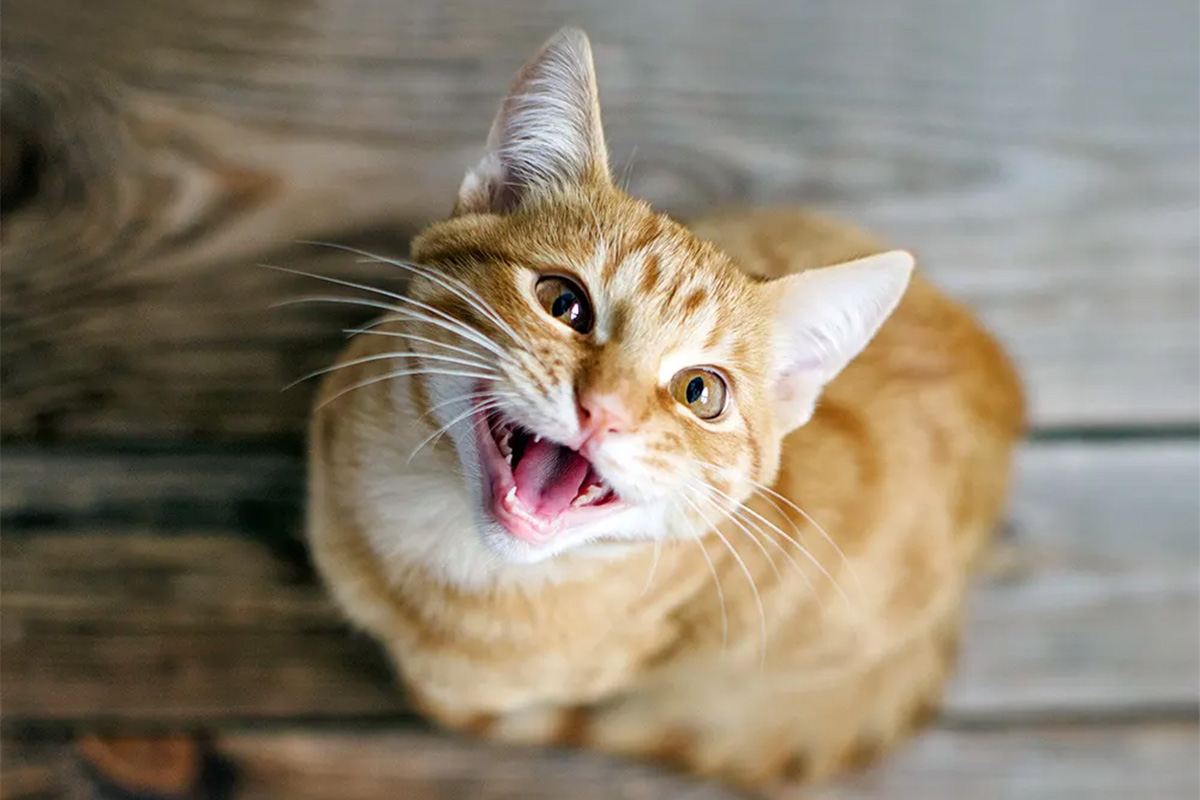 An orange cat sits on a wooden floor, yowling.