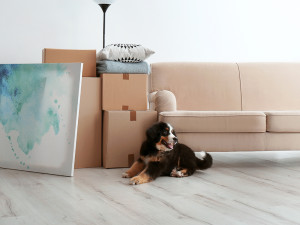 Dog sitting in a newly unpacked living room with moving boxes around