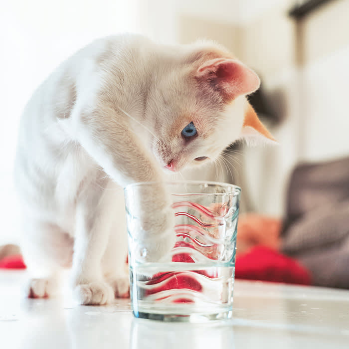 Cute kitten sticking paw into water glass.
