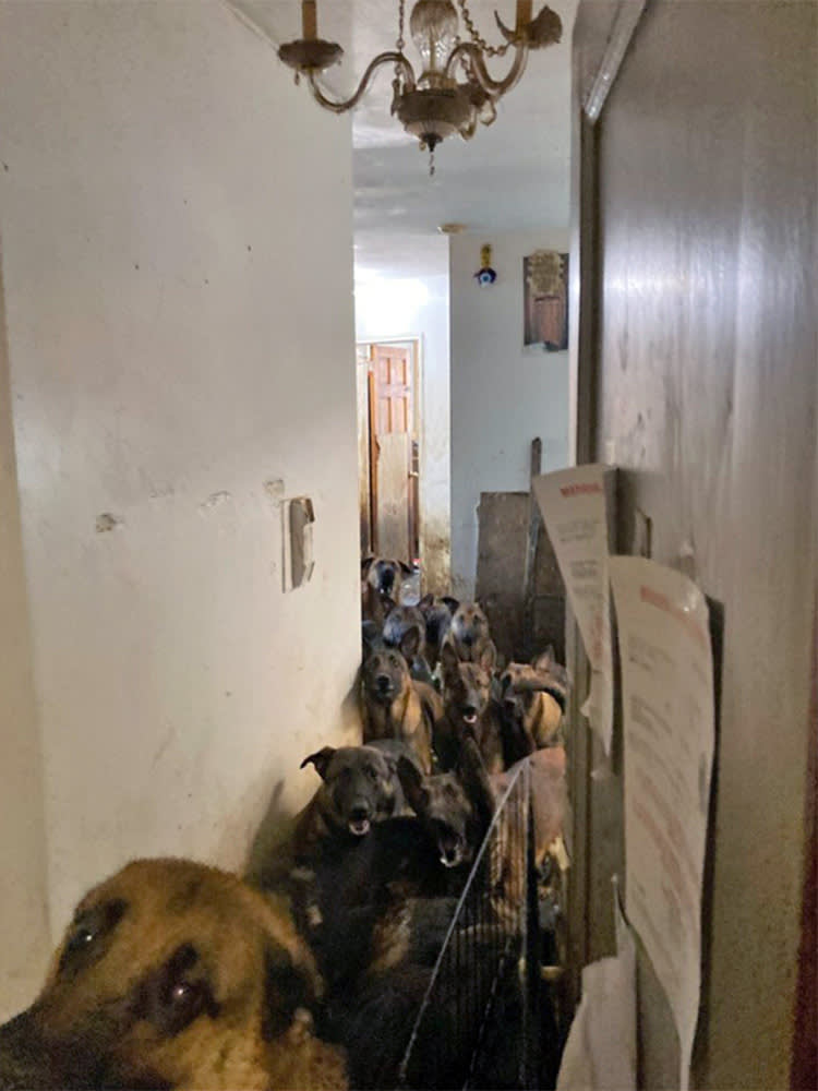 Belgian Malinois rescue