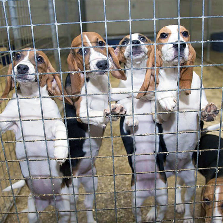 Beagle Freedom's mission is to end all forms of animal exploitation through rescues, campaigns and legislation.