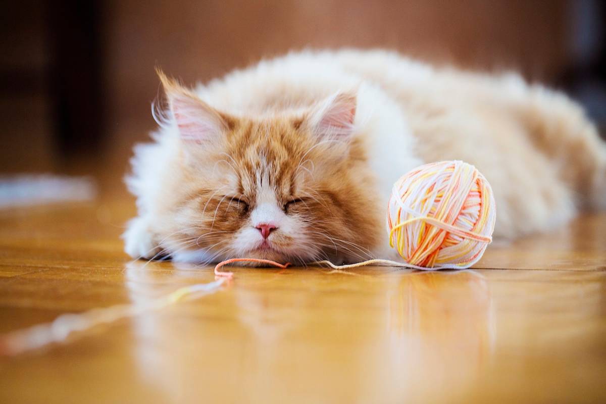 a fluffy ginger cat sleeps next to a ball of wool