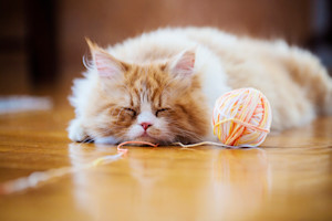 a fluffy ginger cat sleeps next to a ball of wool