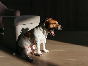 A dog with its eyes closed and mouth open sitting on a hardwood floor. 