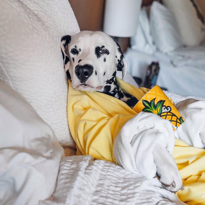 a dog in bed at Staypineapple