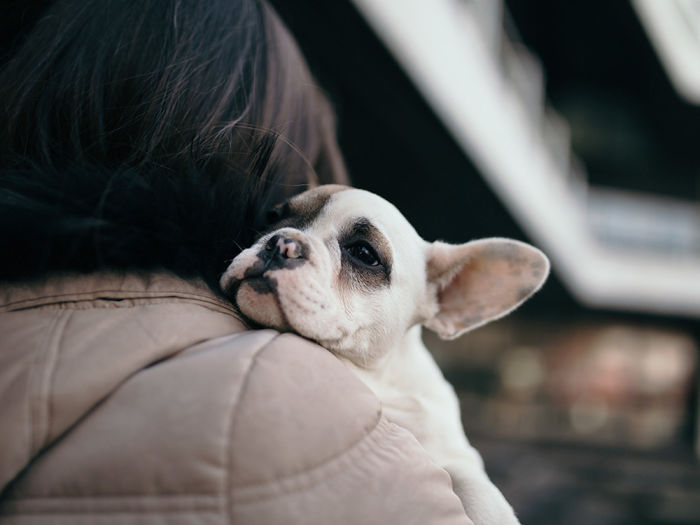 A woman holding a French bulldog over her shoulder. 