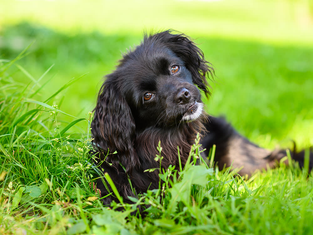 A black dog ​​with a tilted head looks attentively at the camera while sitting in grass.