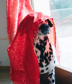 dalmatian dog hiding behind a red curtain