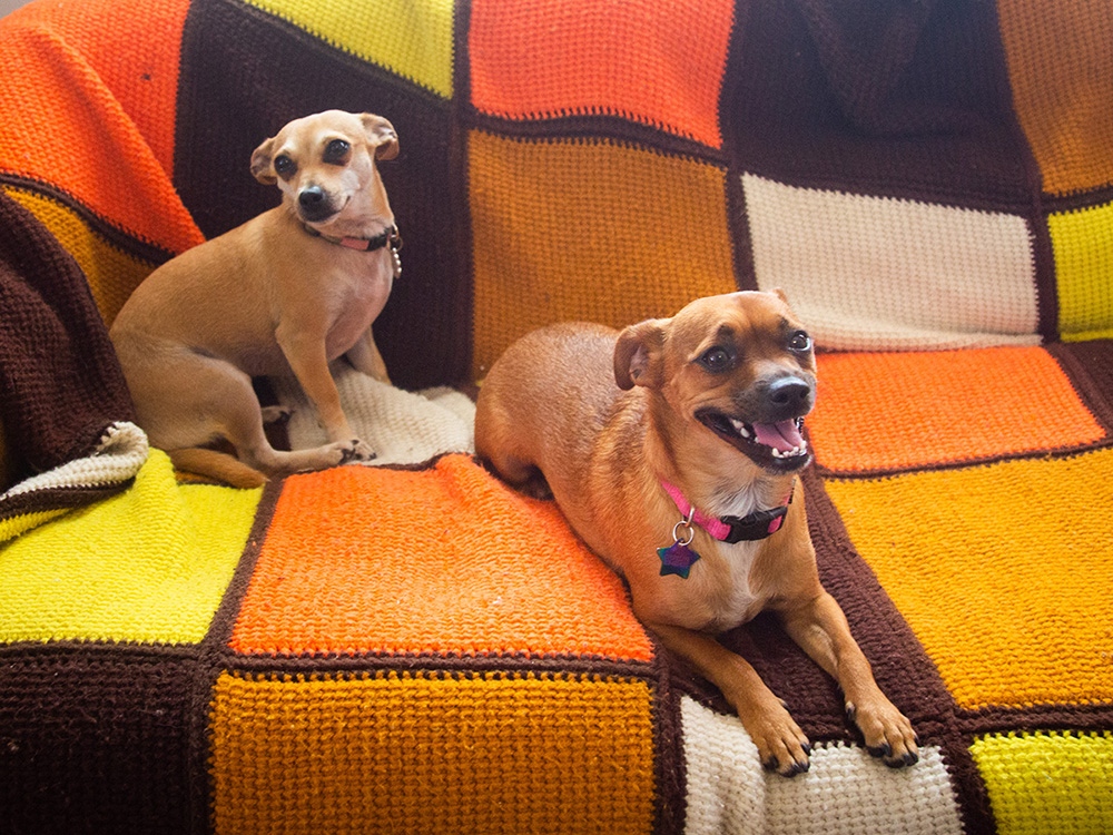  Dani Miller's two dogs