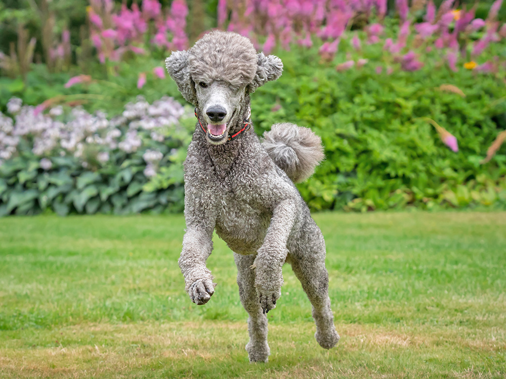standard poodle running