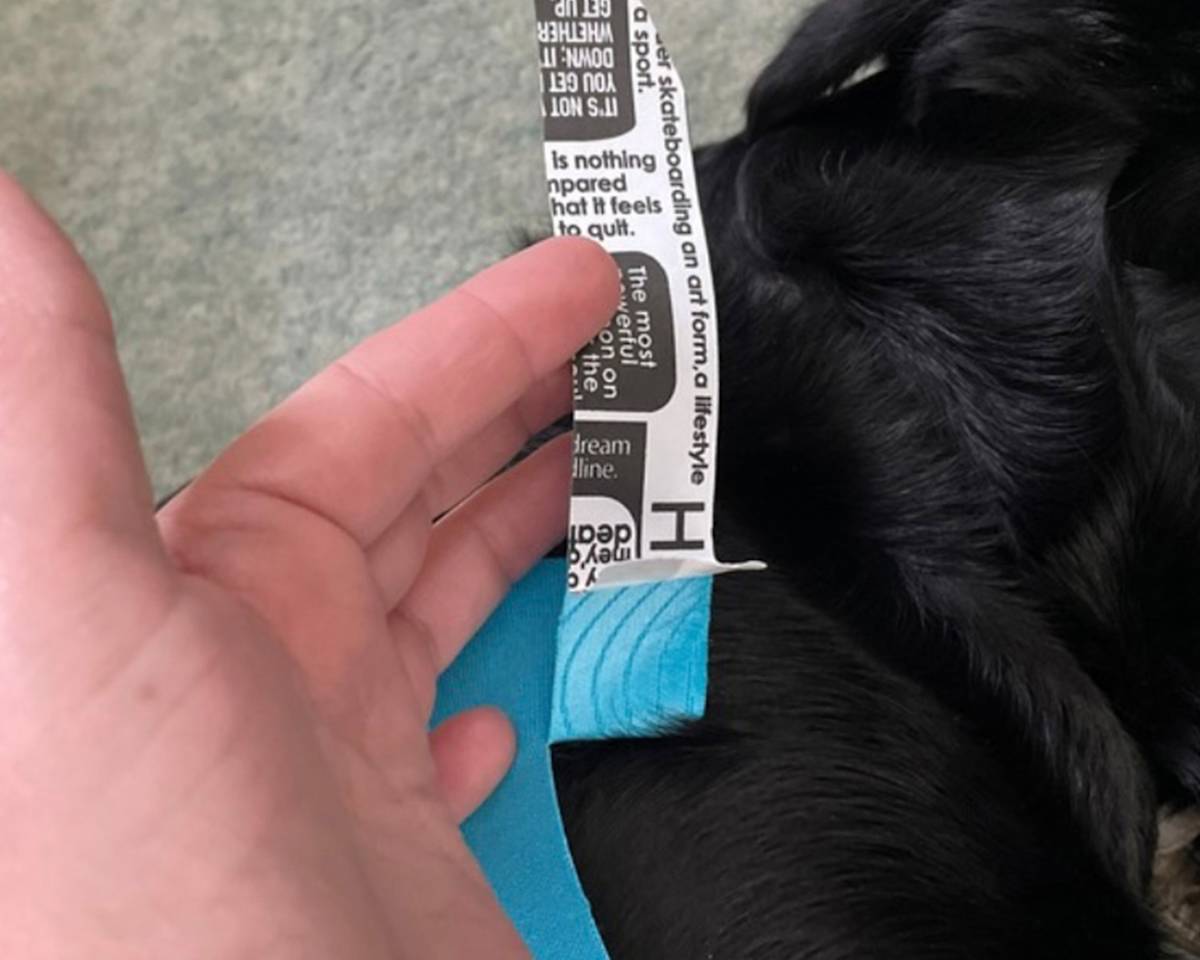 k-tape for dogs
