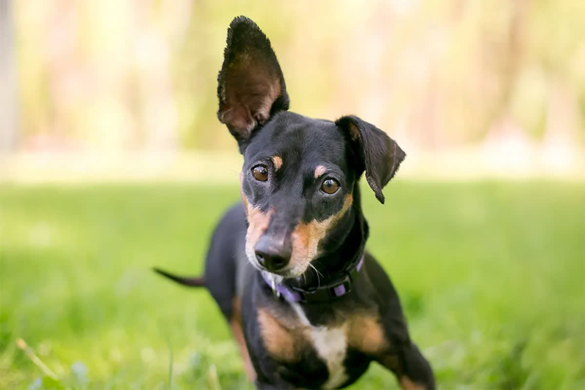 Dog with perked ears