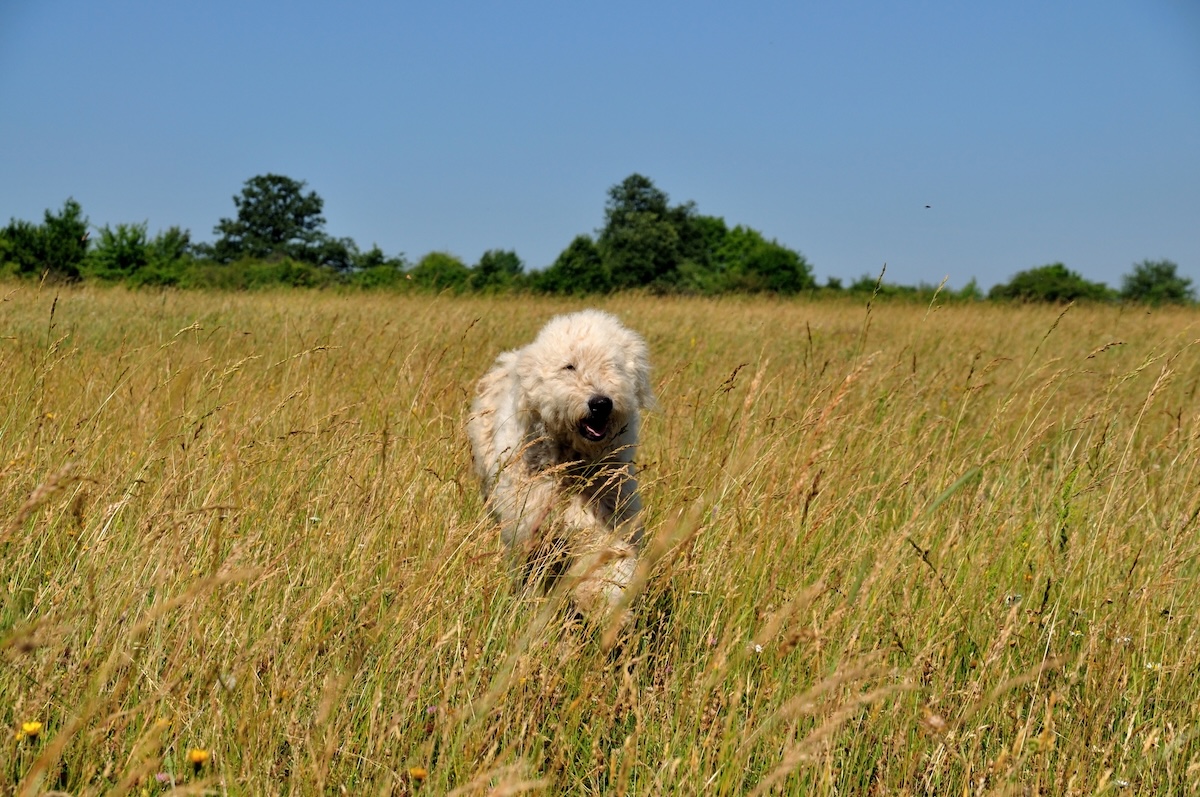a picture of a fluffy white sheepdog running in long grass