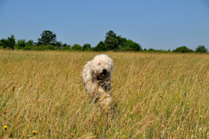 a picture of a fluffy white sheepdog running in long grass