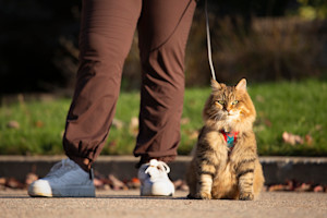 a picture of a very fluffy cat on a harness and lead sitting next to a person wearing brown trousers and white trainers