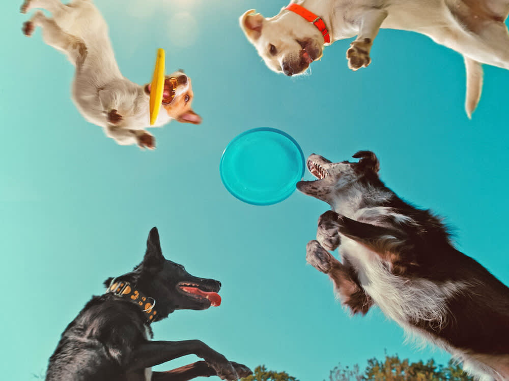 Embark on a delightful journey into the world of dogs in this documentary that reveals scientific and emotional insights about our lovable BFFs.