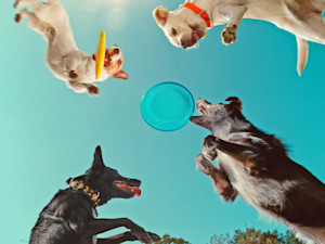 Embark on a delightful journey into the world of dogs in this documentary that reveals scientific and emotional insights about our lovable BFFs.