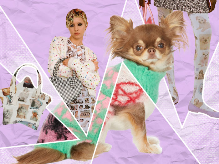 collage of ashley williams dog and cat fashion