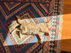 The author's orange tabby cat, Jeff, basking in the sunlight on a living room floor