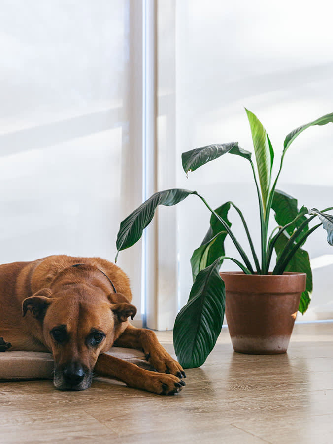Plants Poisonous to Dogs: 10 Plants Toxic to Pups