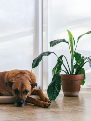 Big brown dog resting on dog mat with Peace Lillies and sunlight.