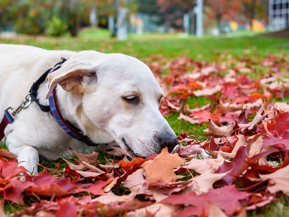 yellow lab sniffing the ground for mushrooms near fall leaves