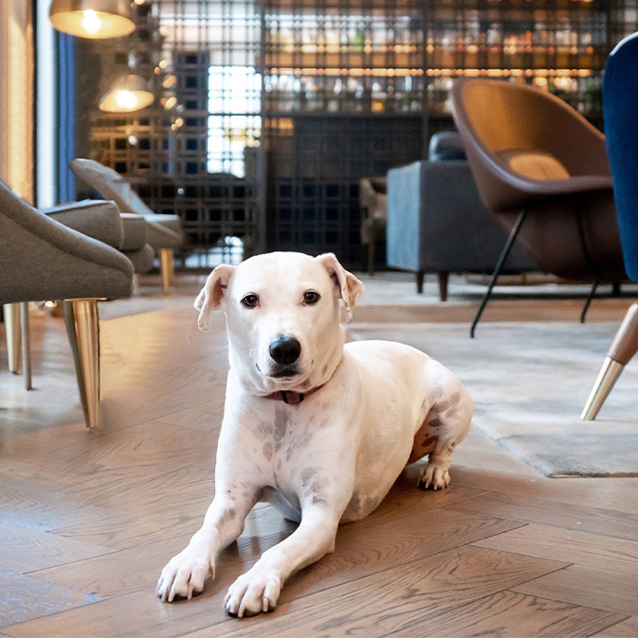 large dog in lobby of Kimton the Gray 