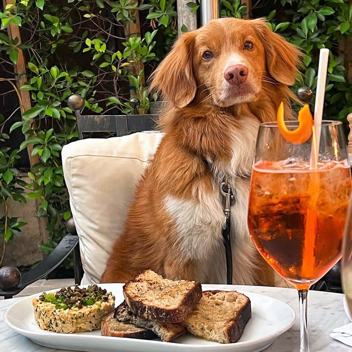 a dog poses with a drink at the Cara Hotel