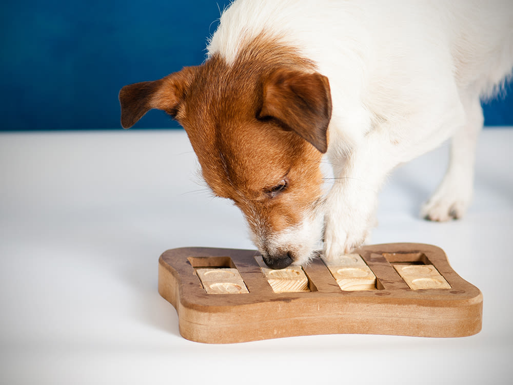 Jack Russell Terrier dog playing intellectual game and sniffing for treats