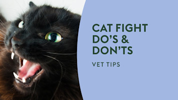 Cat Fight Do’s & Don’ts · Vet Tips