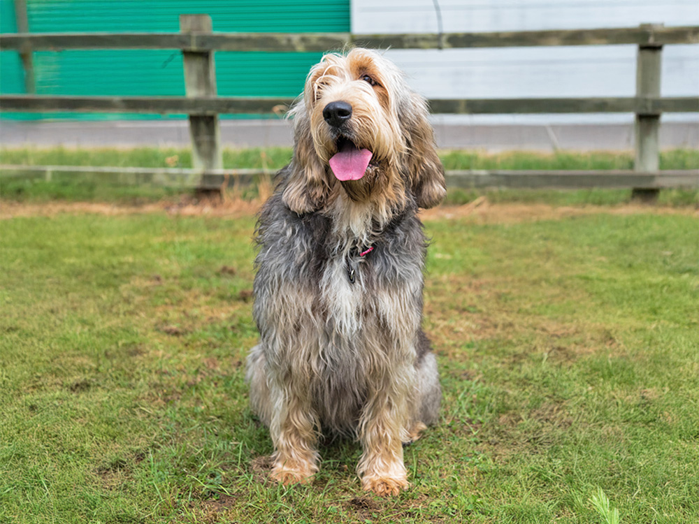 A shaggy-furred dog sits on a field of grass with their tongue out.