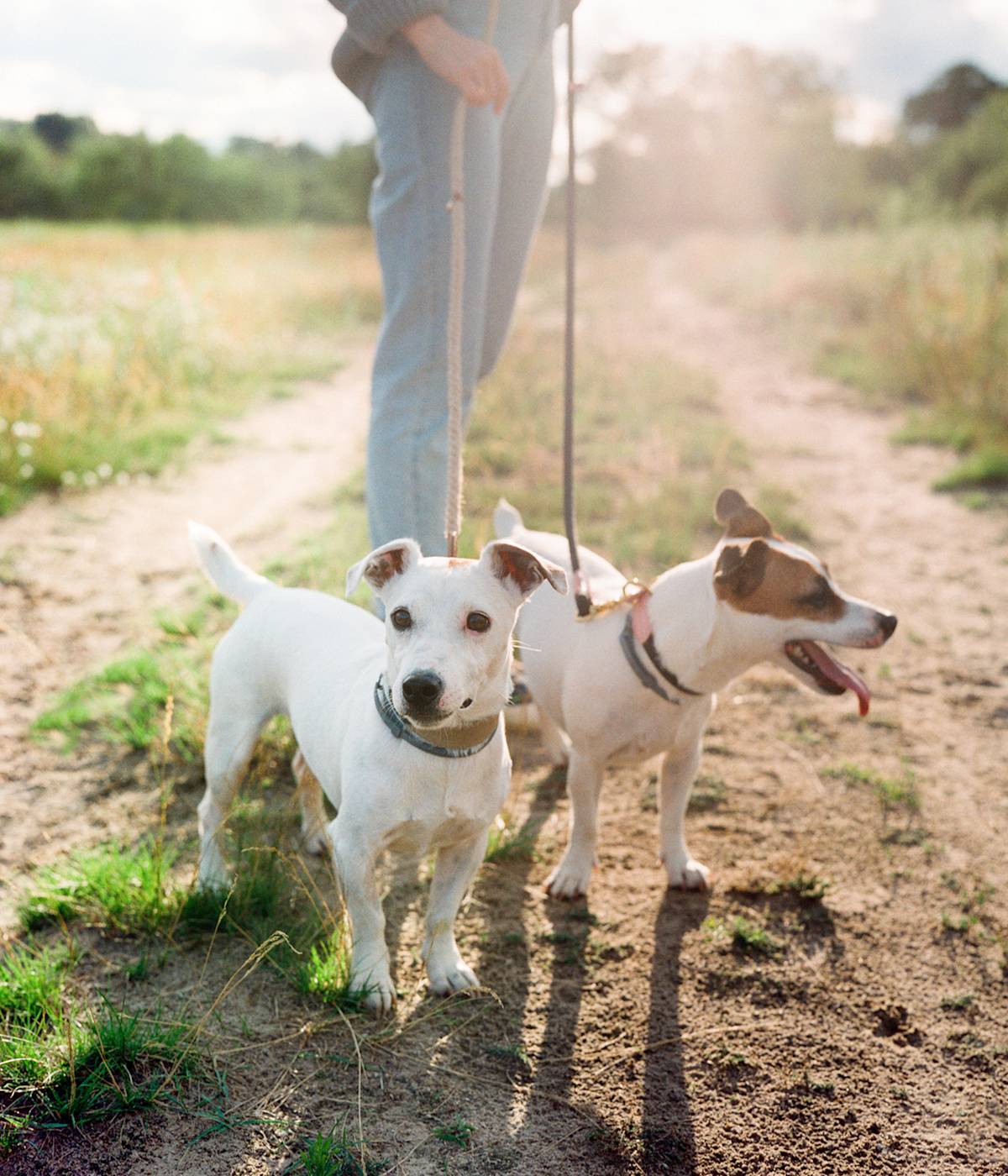 Dog sitter walks with two dogs on a leash. Dog walker with dog in the beautiful nature