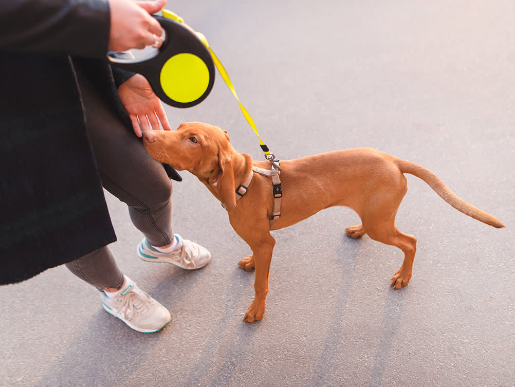 A puppy outside on a leash