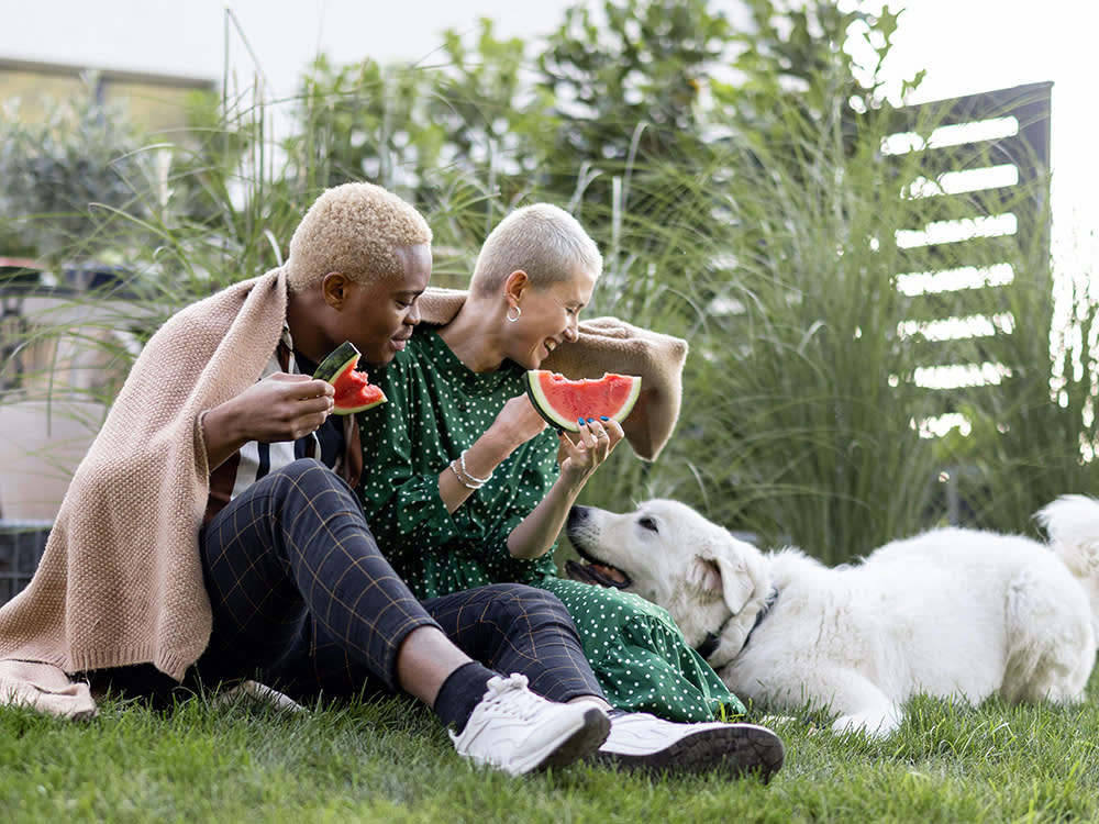 Couple eating watermelon in their garden with a large white dog.