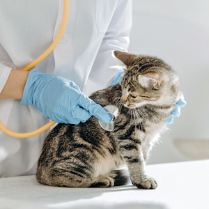 Small kitten getting checked out at the vet.