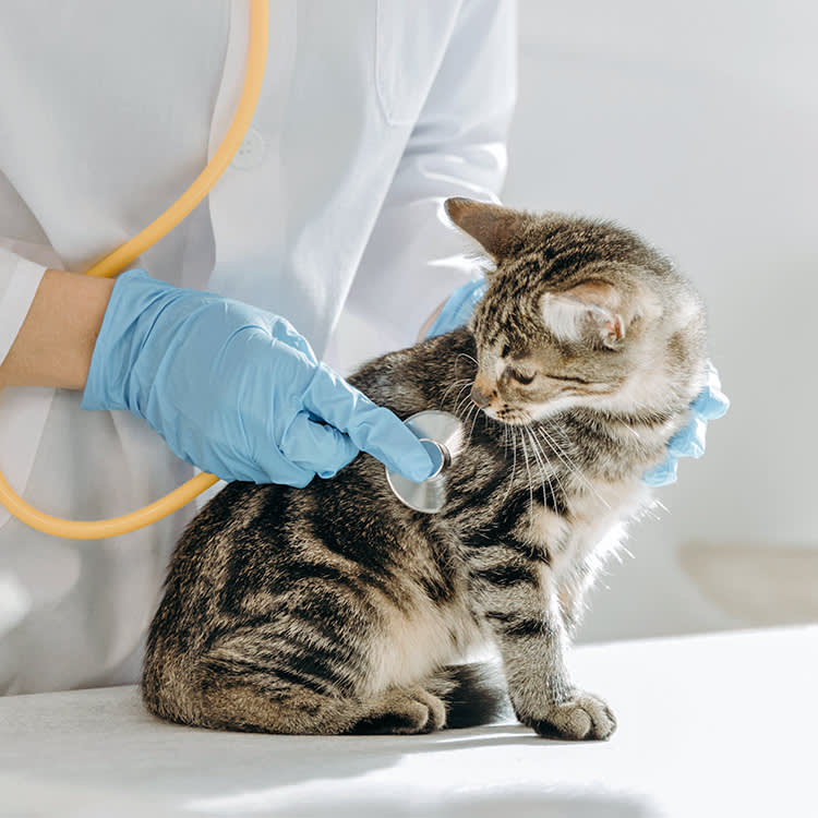 Small kitten getting checked out at the vet.
